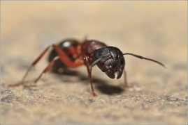 <p>MRAVENEC</p>